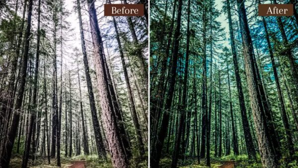 Landscape Presets Lightroom Desktop Mobile Forest Preset Lifestyle 8