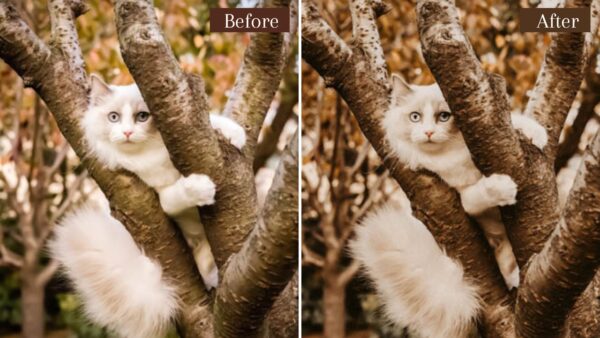 6 Presets Lightroom De Tons De Bege Mobile E Desktop 7